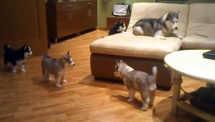 Mom plays with her seven husky puppies !