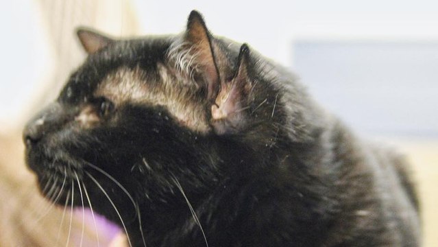 Batman, le chat aux 4 oreilles