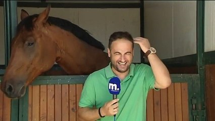 Cavalo super carinhoso e brincalhão rouba protagonismo a repórter