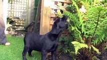 Our black labrador puppy and a litter of black lab puppies! !