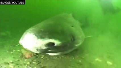 400 ans : l'incroyable longévité du requin du Groenland