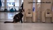 Prayer Times Beirut - Cat drinking ZamZam water in masjid al Haram