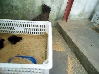 Hybrid bamboo chicken 2 days old had just left the barn hamlet