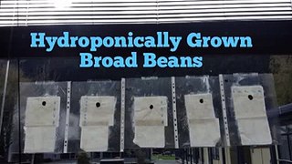 Flipagram - Hydroponically Grown Broad Beans