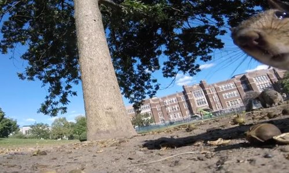 Un écureuil se ballade avec une GOPRO allumée entre les mains !