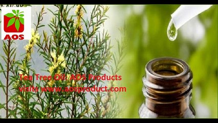 Indian Manufacturers for Pure Tea Tree oil shop online with AOS Products