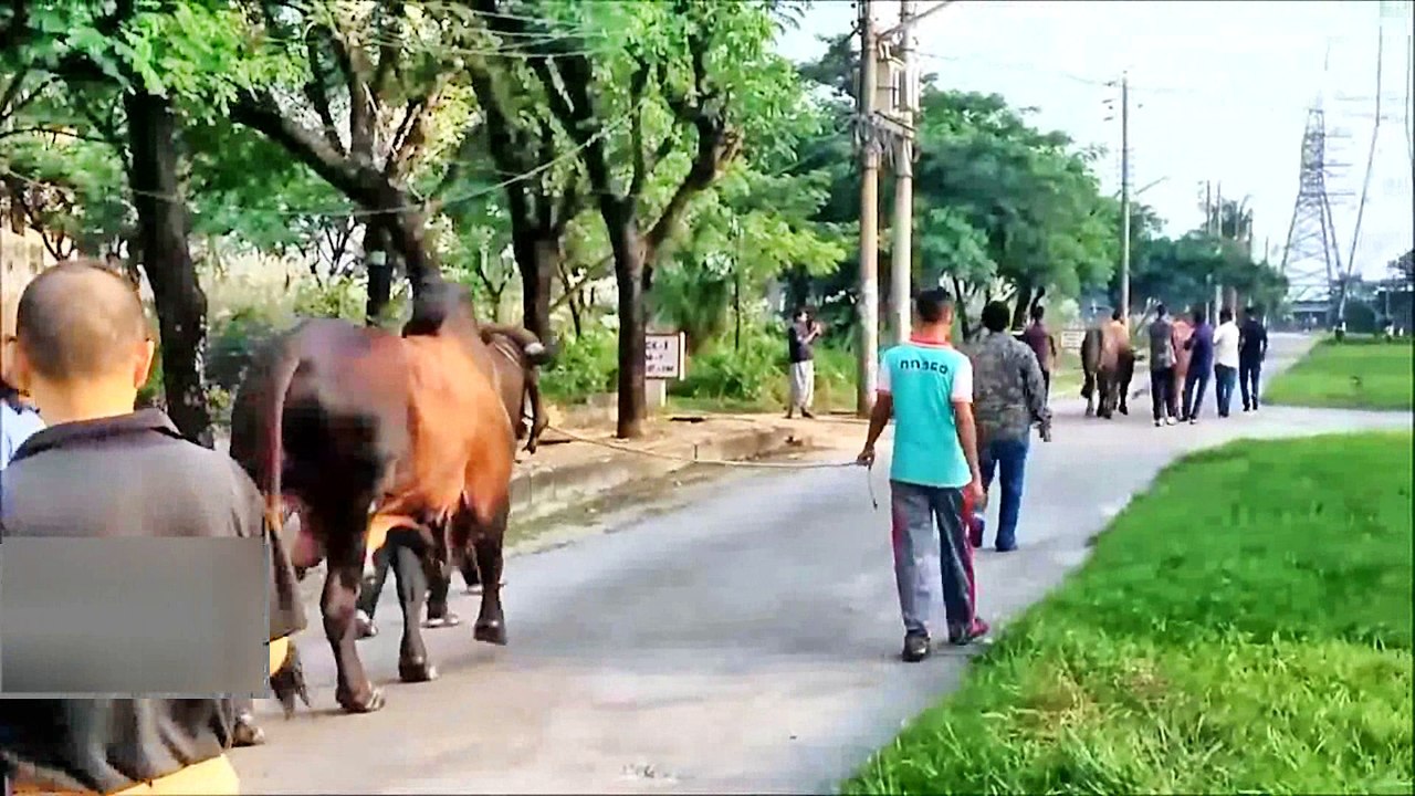 Qurbani Cow Parade in Bangladesh 2015