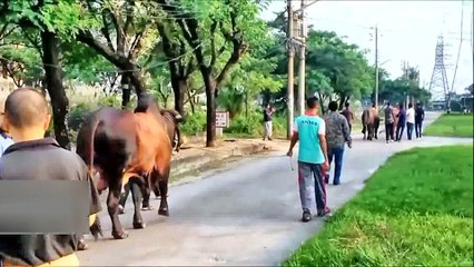 Qurbani Cow Parade in Bangladesh 2015