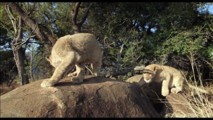 African Safari - Extrait VF