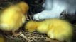 Amazing Cat Feeding Ducklings Funny Videos at Videobash - YouTube_2 (1)