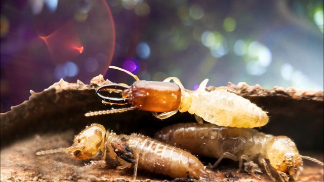 Matar Termite - (703) 370-4948