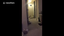 Cat jumps incredibly high to catch fly