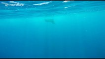 Close encounter with a massive manta ray in the ocean