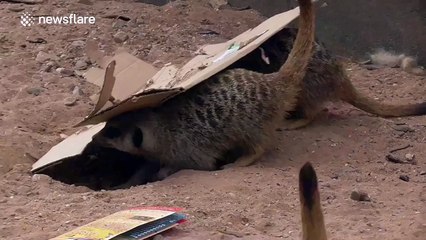 It's amazing how much fun a meerkat can have with a cardboard box