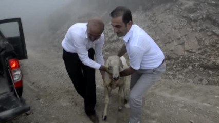 Ayağını İnciten Koyuna "Makam Aracı"Yla Müdahale