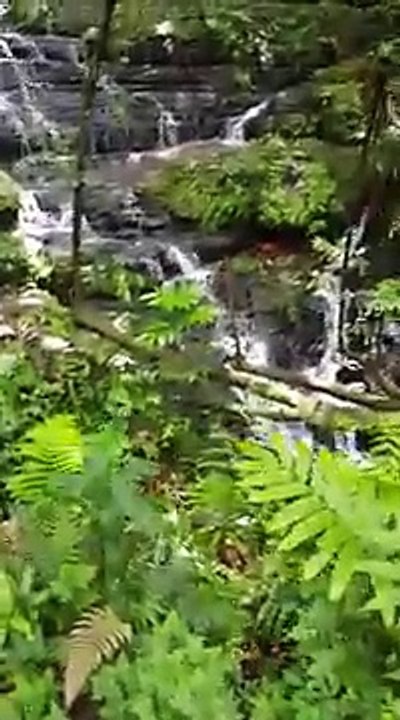 El Yunque Rainforest