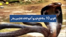 حيوانات مفترسة I حيوانات تهاجم بشر من دون رحمة !! +18