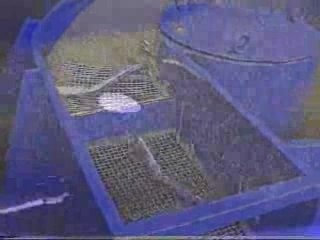 Gulinelli di Mancino Davide (Bologna)