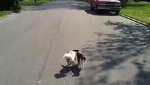 Un chien aveugle guidé par un chat. Un élan de solidarité qui marquera à jamais votre vie !