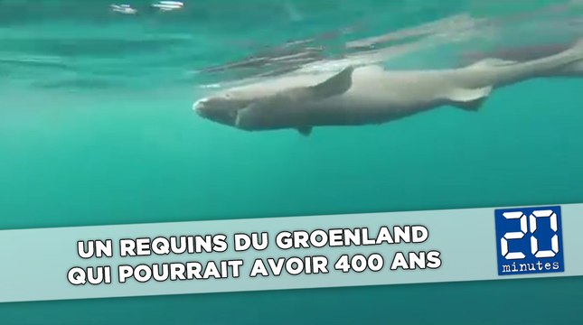 Un requins du Groenland qui pourrait avoir 400 ans