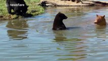 Bears cool off in water on a hot day