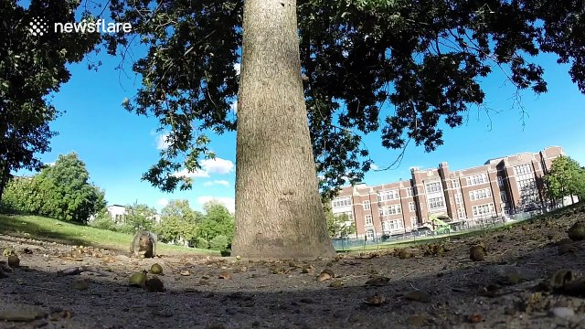 YouTuber chases squirrel up tree after it steals his GoPro