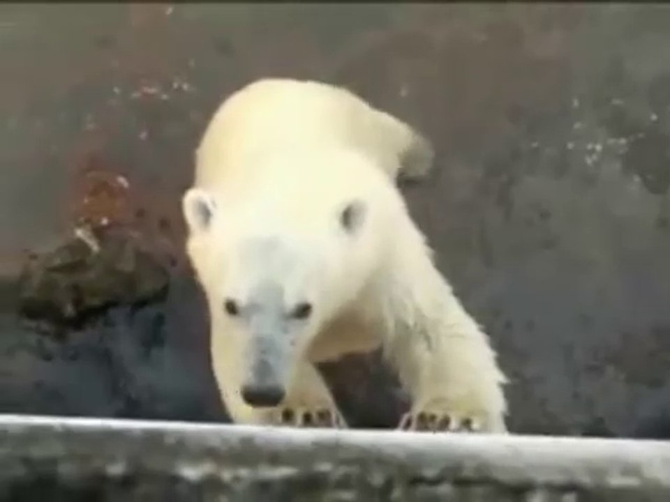 ソスト動物園のヨレク  (2008)