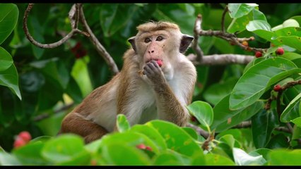 Au Royaume des Singes - Extrait (2) VO