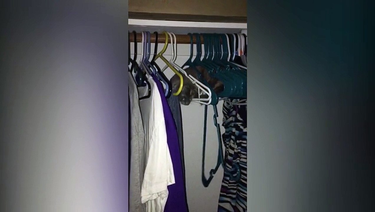 Cat Hangs Out In A Closet