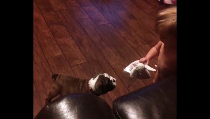 The Cutest Puppy vs Baby Tug of War