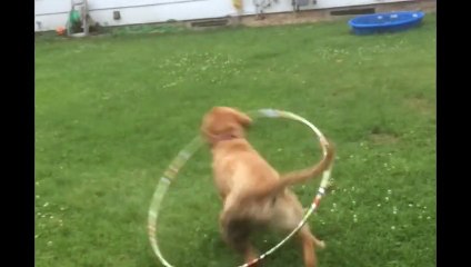 Hula Hoop Takes Dog For A Loop