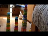 Funny Cockatoo Attacks Plastic Cup Towers