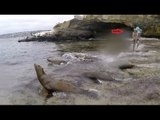 Sleeping Seals Wake Up, Causing Chaos on San Diego Beach