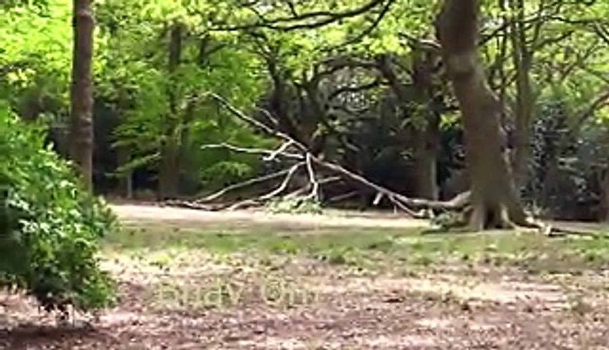 Giant Anaconda vs Jaguar - Python vs Tiger - Python vs Leopard
