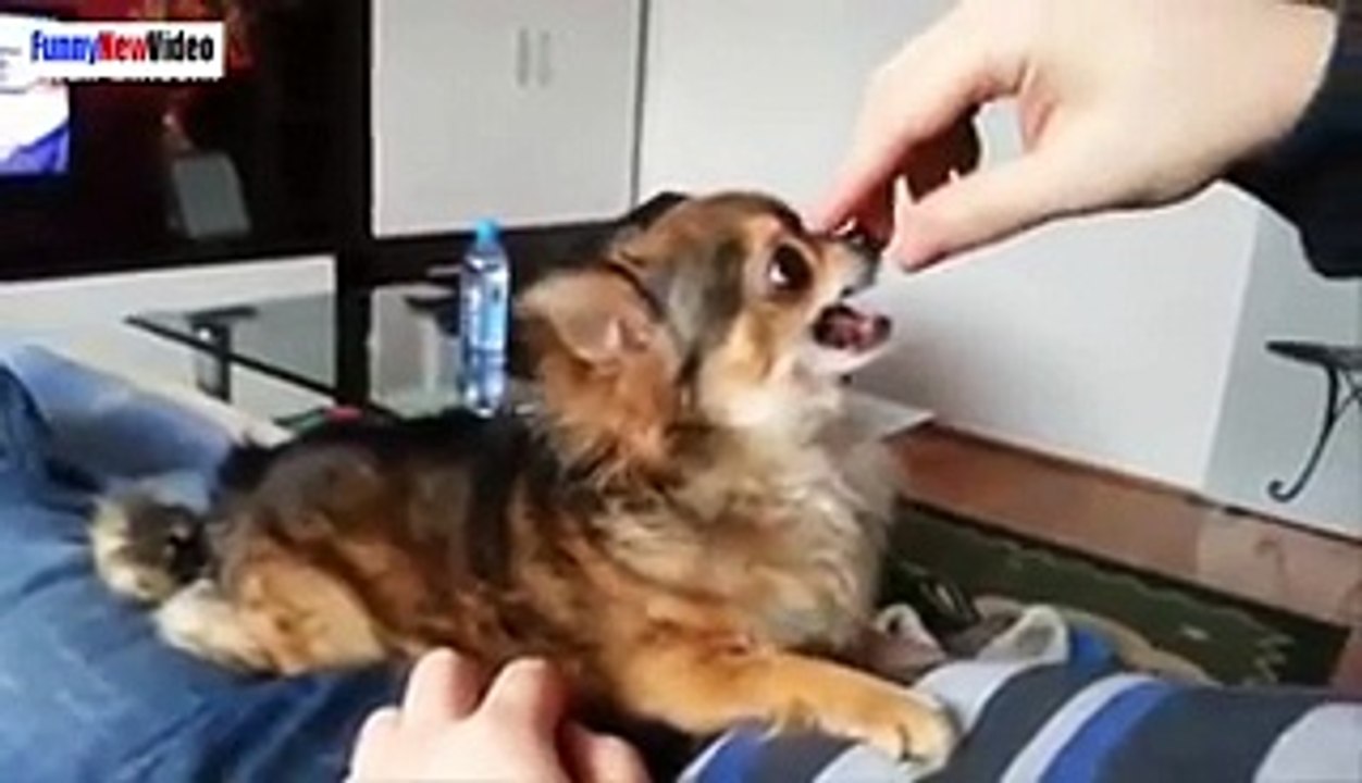 Ultimate Funny Dog Videos Compilation 2016 Dogs and Puppies