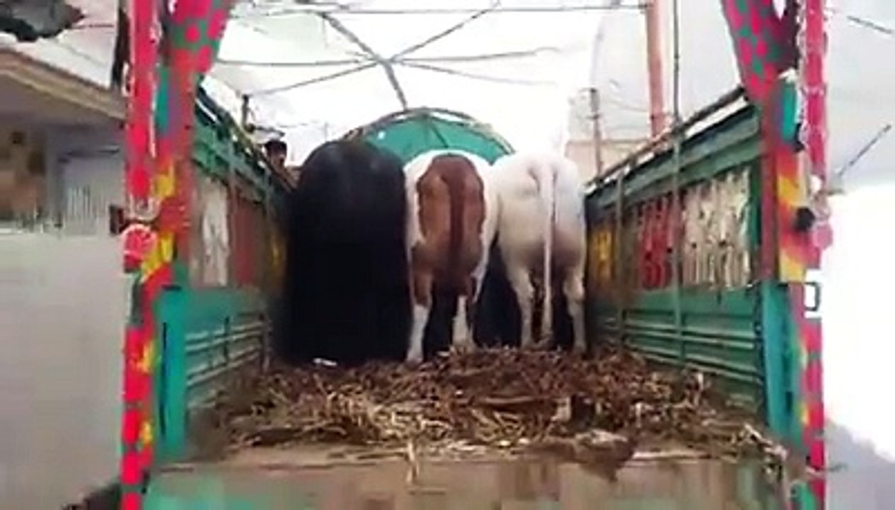 Cow Mandi CAPITAL NAWAB PAKISTAN KARACHI