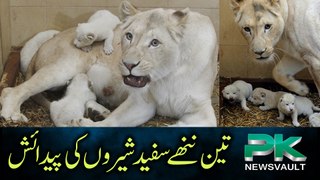 Three white lion cubs born at Georgia zoo