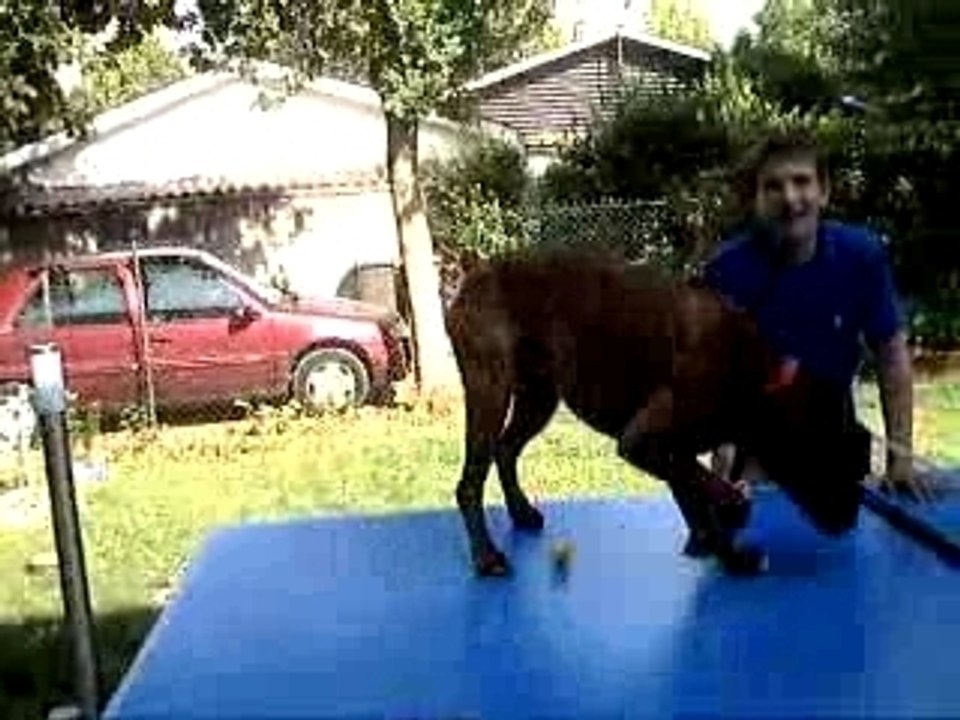 mon chien en plein delire