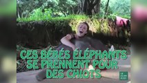 Pour la journée mondiale de l'éléphant, ces éléphanteaux vont vous faire fondre