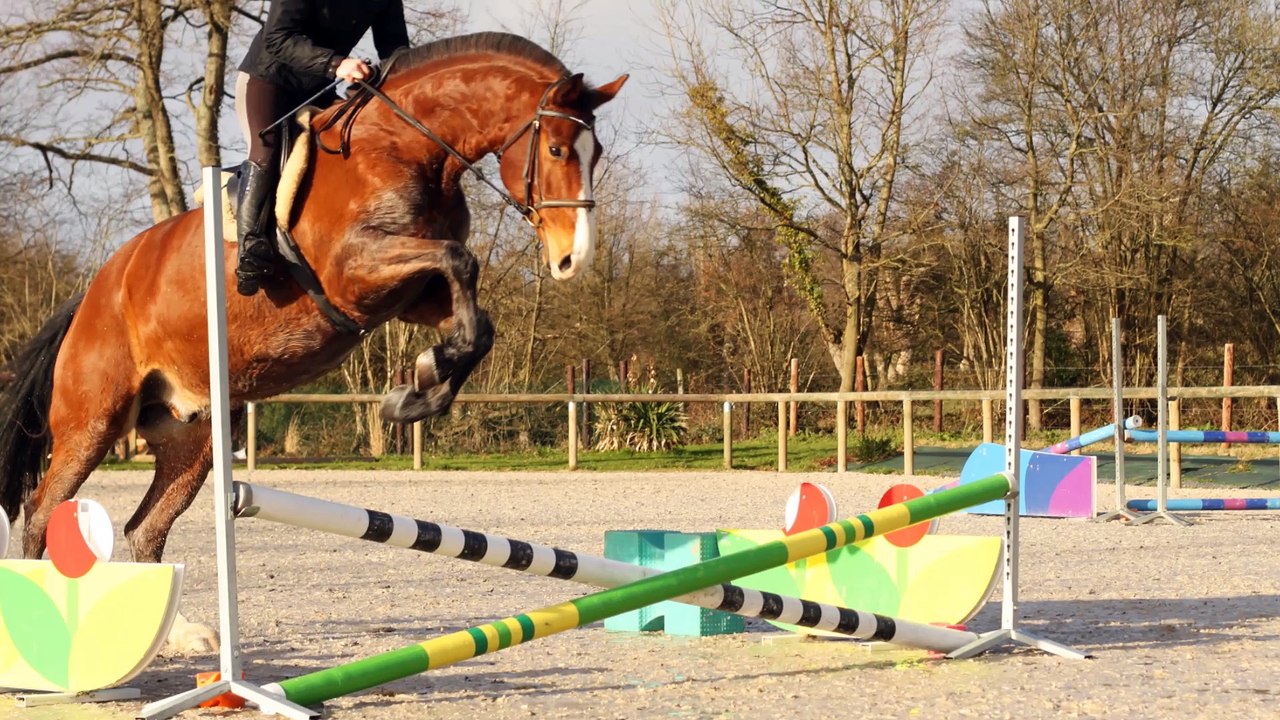 Montage equestre rempli de bonheur .