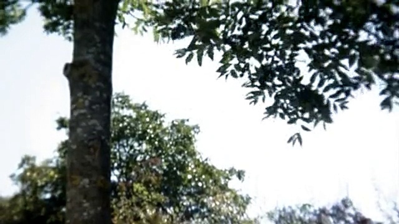 A travers les branches d'un arbre