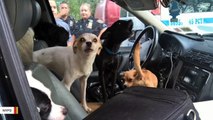 NYPD Finds 22 Dogs Amid Filthy Conditions In Hot Car
