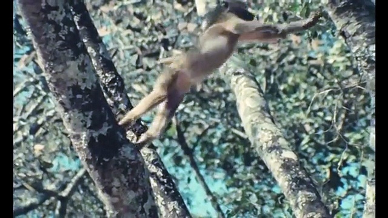 La Fete Sauvage - VF