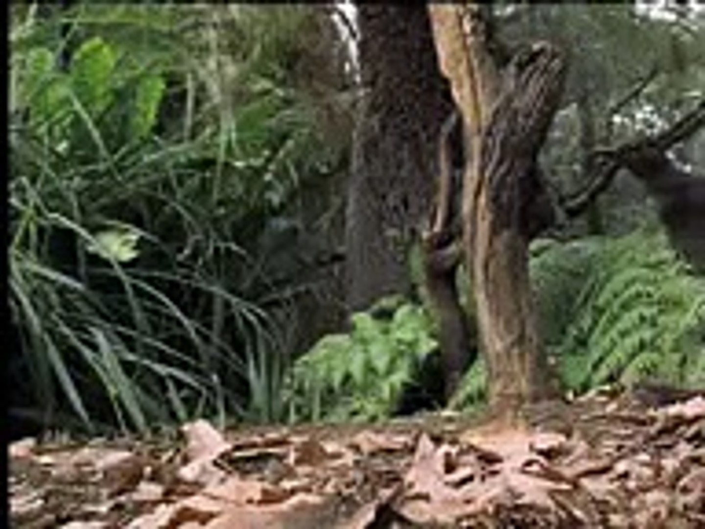⁣Amazing! Bird sounds from the lyre bird - David Attenborough - BBC wildlife