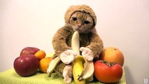 Un chat déguisé en singe mange une banane - vidéo Dailymotion[via torchbrowser.com]