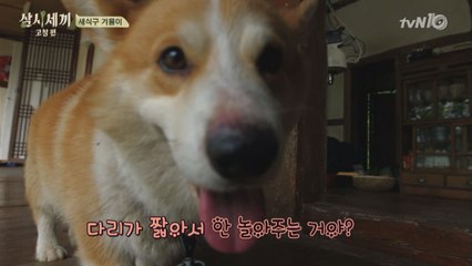 '세젤귀' 겨울이, 세끼하우스 입성!