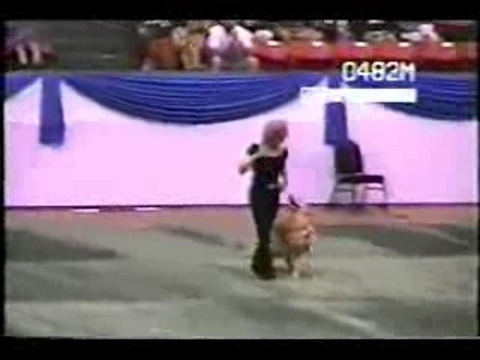 Dancing Dog