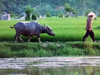 CÔNG ƠN CHA MẸ (7) ĐĐ THÍCH GIÁC THIỆN Biên Soạn