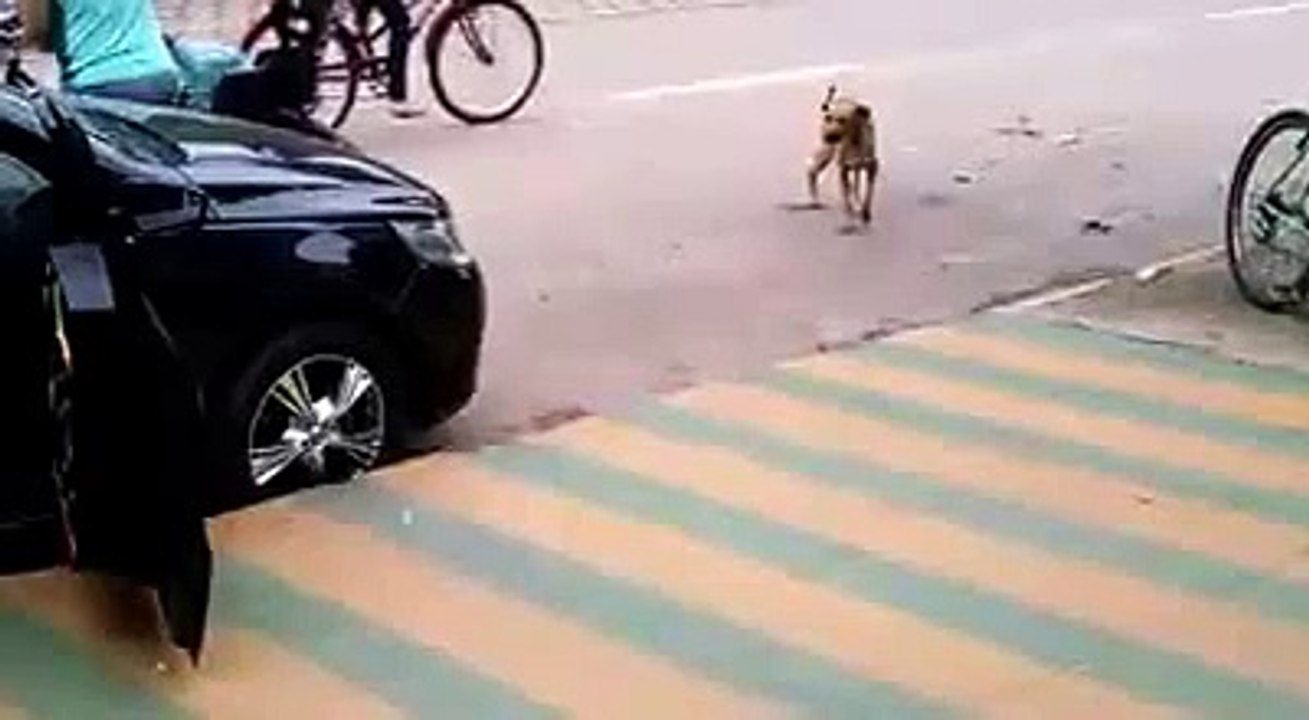 Cachorro dança arrocha