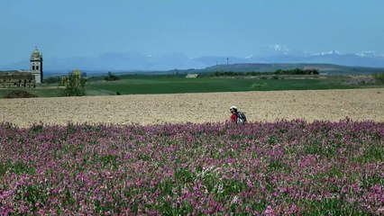 Les Chemins de Compostelle - Extrait (2)